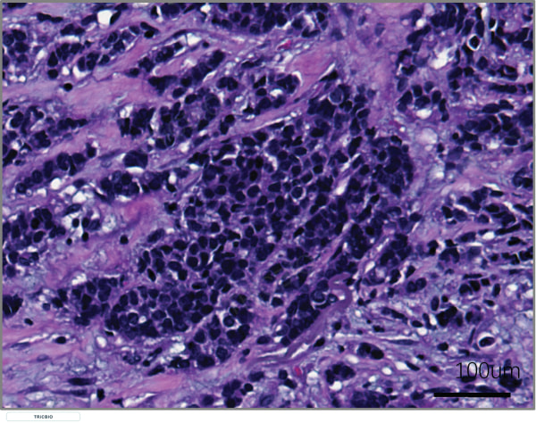 Source-tissue H&E morphology